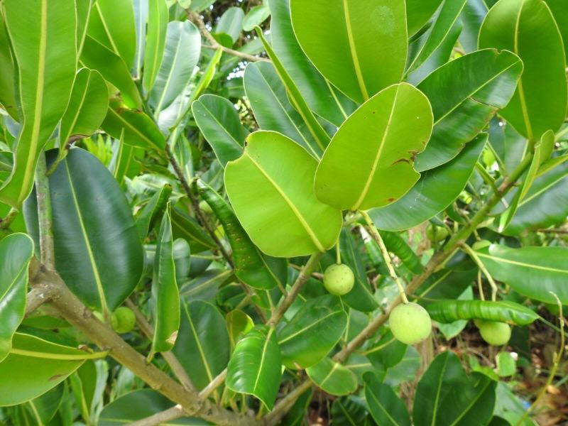 Quels sont les bienfaits de l’huile de tamanu pour la peau ?