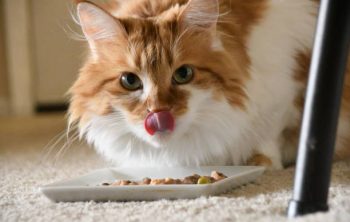 Pour quelle raison utilise-t-on des céréales dans l’alimentation du chat ?