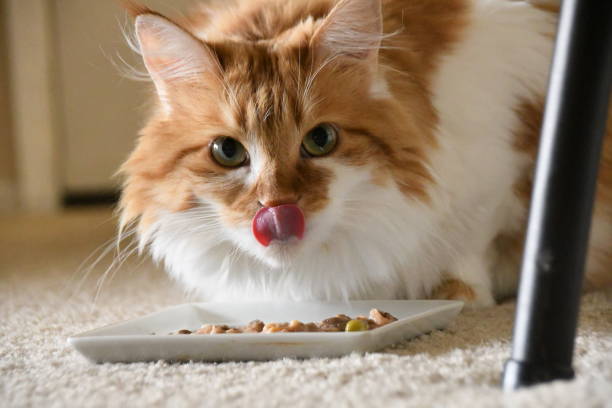 Pour quelle raison utilise-t-on des céréales dans l’alimentation du chat ?