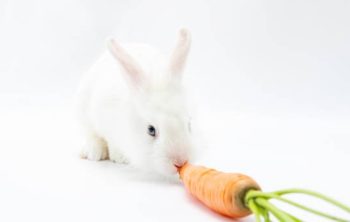 Les recommandations sur la nutrition et l’alimentation des lapins nains ?
